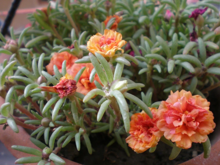 closeup of some very nice looking flower with a plant in the background