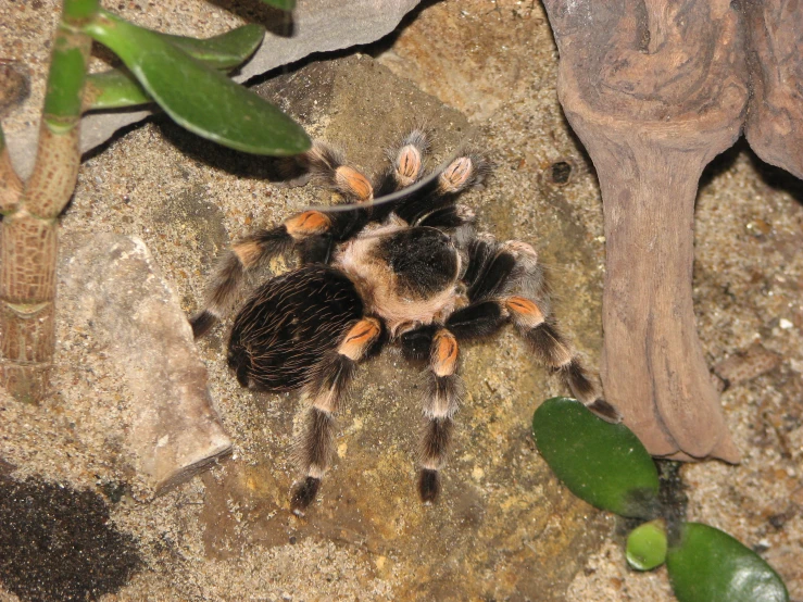 a tarable - colored spider that appears to have two legs sitting on a rock