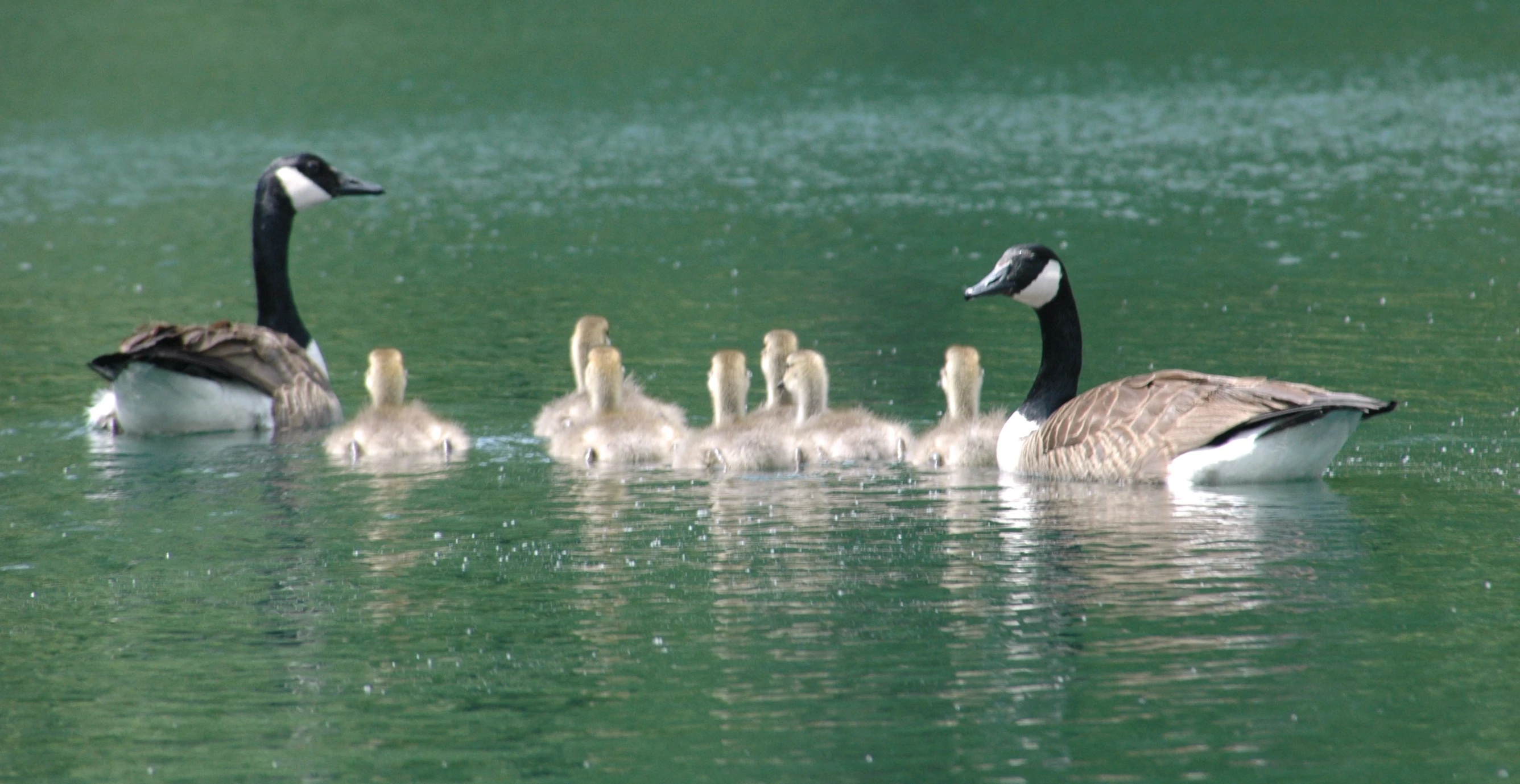 three geese on the water with one duck