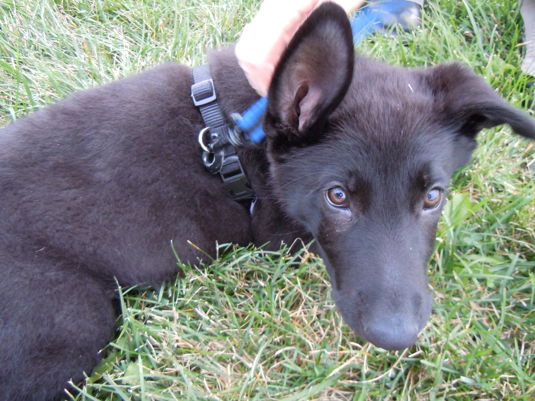 a black dog with a leash on it laying on grass