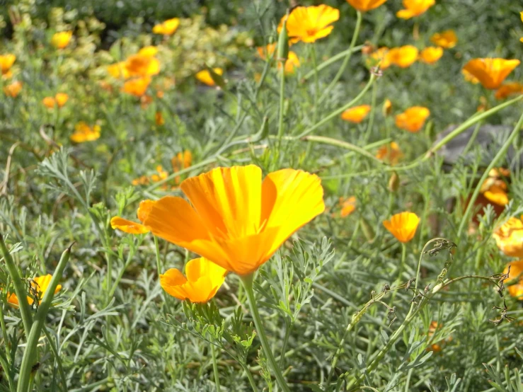 several yellow flowers that are growing in the grass