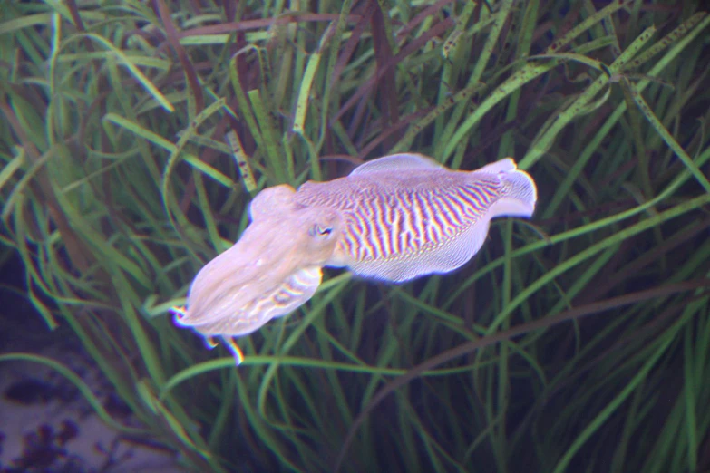 an animal sitting on a plant in a aquarium