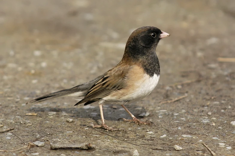 a bird standing on the ground and looking at soing