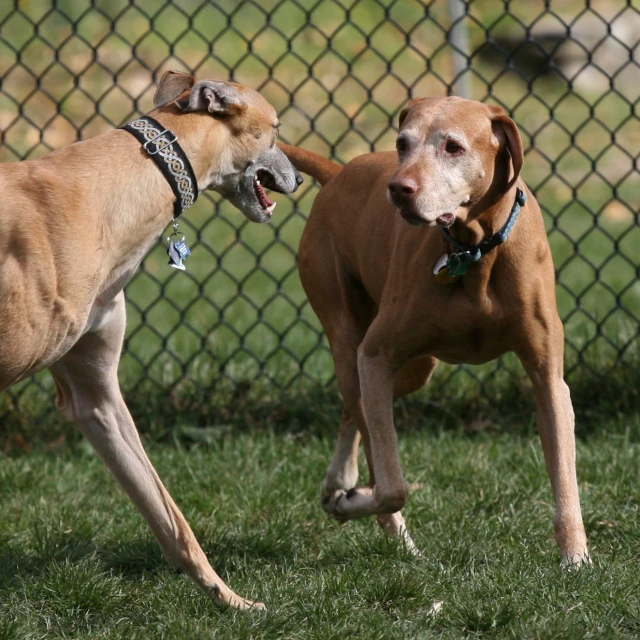 two large dogs are playing in the grass