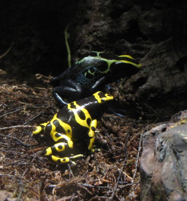 an animal with black, yellow and green accents on its body