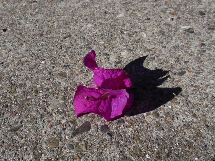 purple flower laying on the ground with small rocks around it