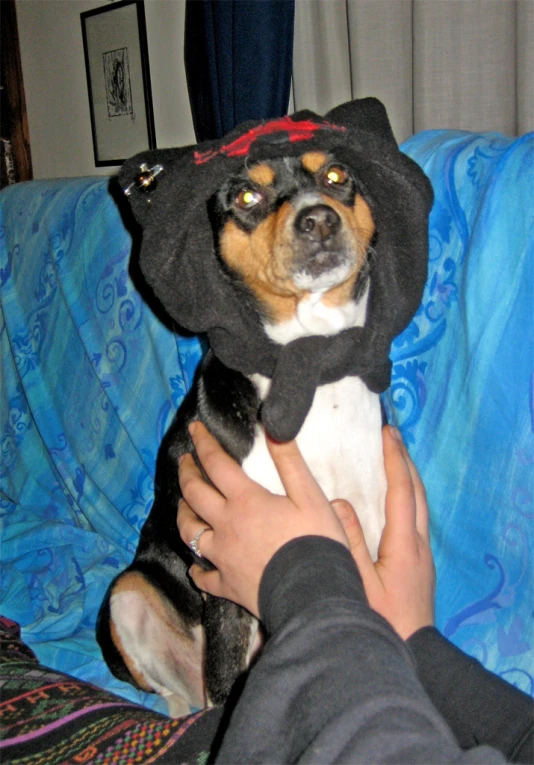 a dog with a pirate hat and sweater