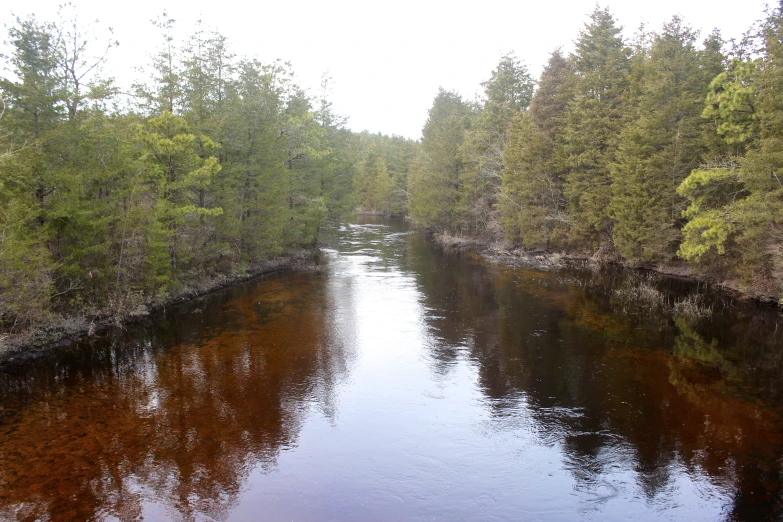 water flowing between several trees in the woods