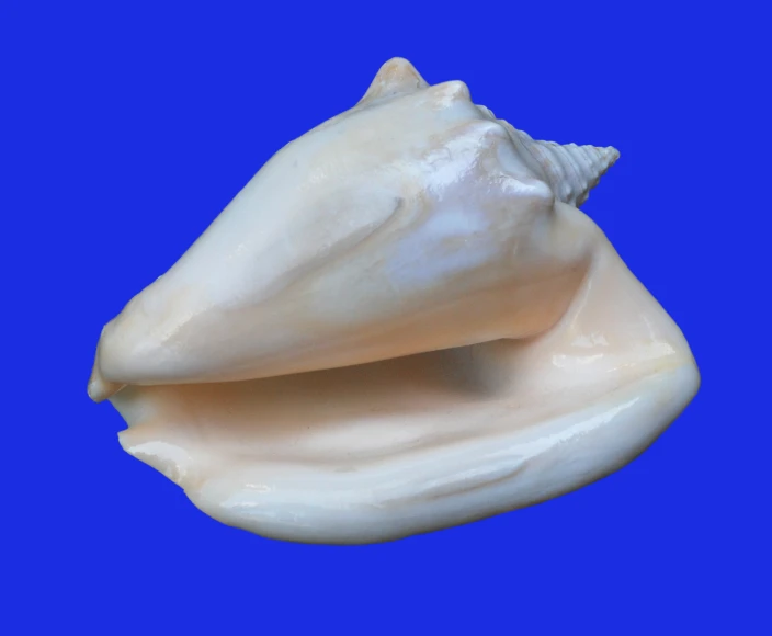 a large white shell is set against a blue background