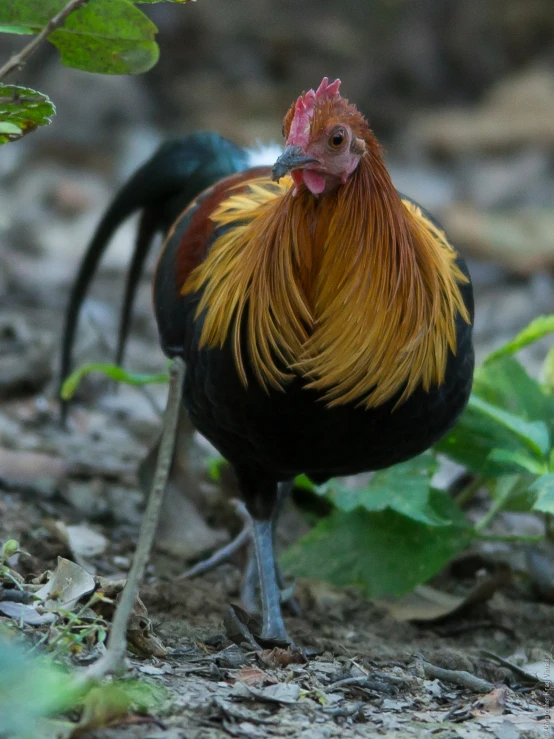 a rooster with red and yellow feathers on its head standing on leaves