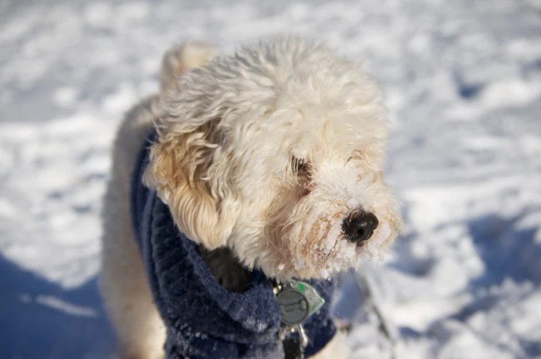 a white dog standing in snow wearing a sweater