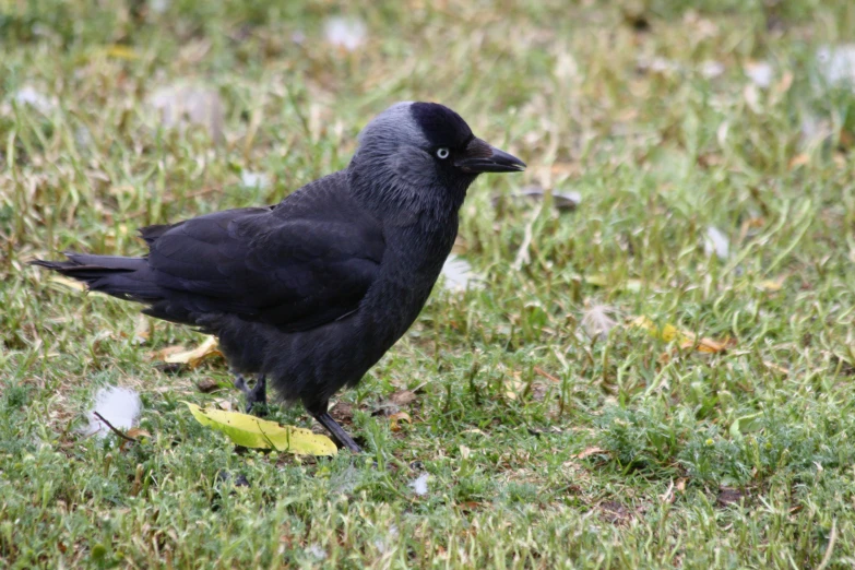 a black bird is standing alone on the grass