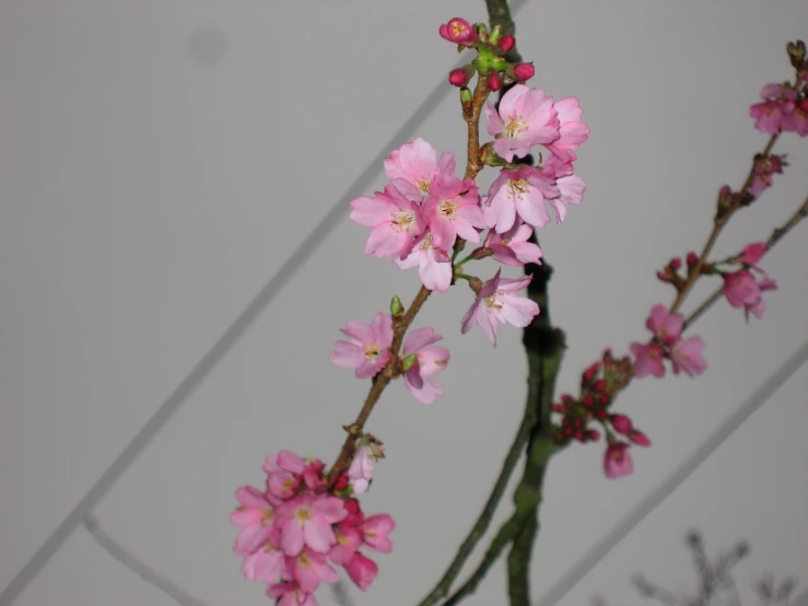 closeup of pink flowers against white background