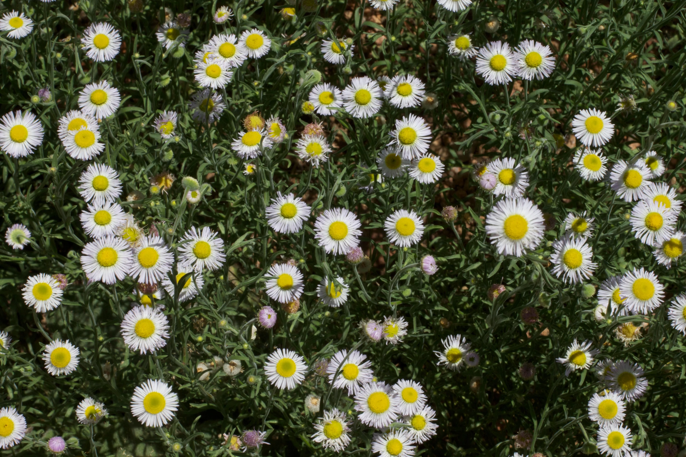 many yellow and white daisies growing in a field