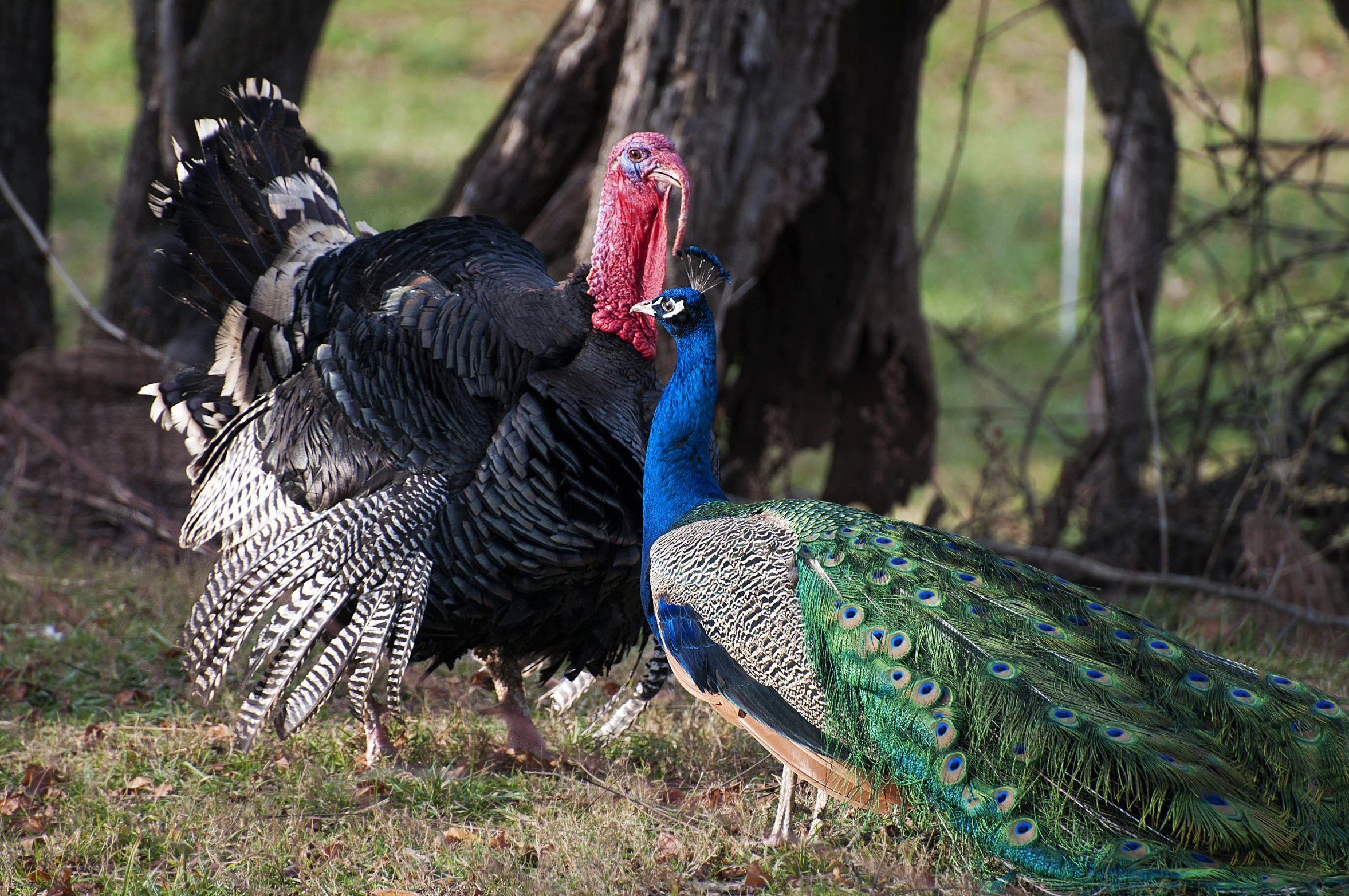 two large peacocks are standing in the grass