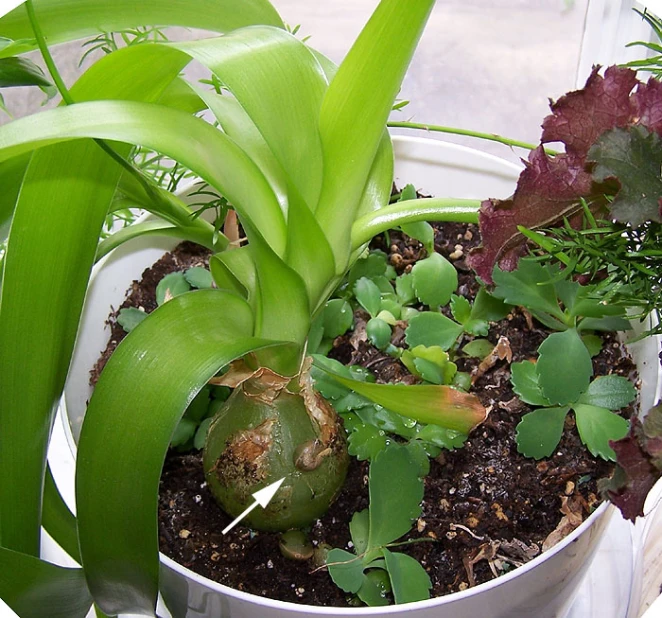 a potted plant with some red and green plants