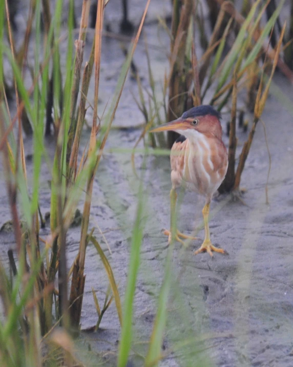 small bird sitting in front of plants with its beak open