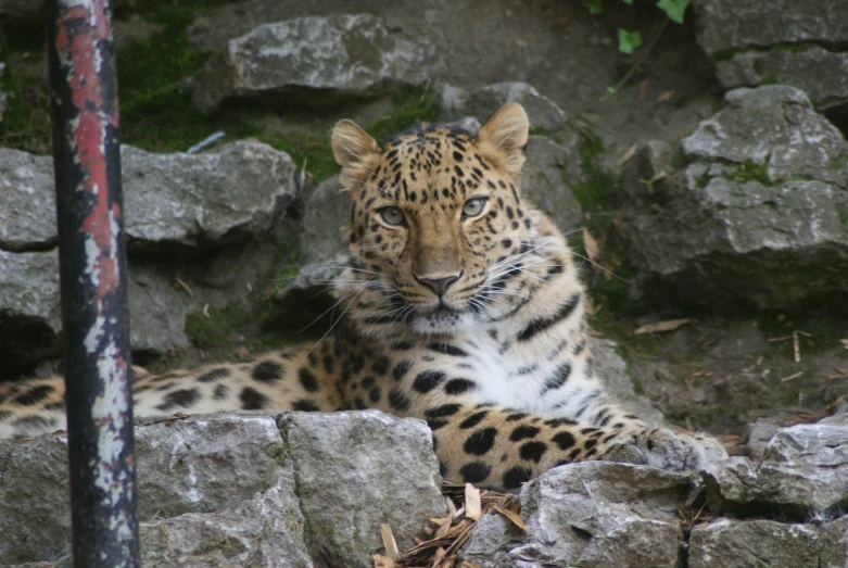a leopard sits next to some rocks and stares