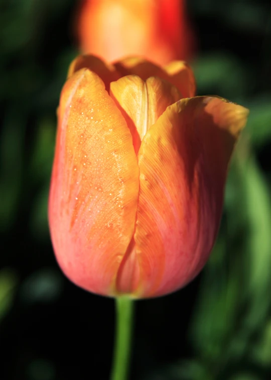 the bud of the blooming tulip appears to be very large