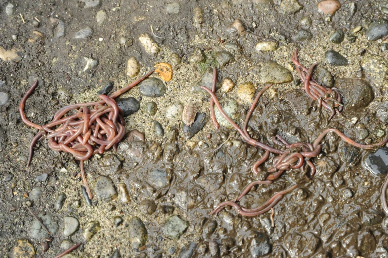 tangled up strings that are sitting on some gravel