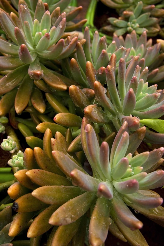 an assortment of plants growing on top of each other