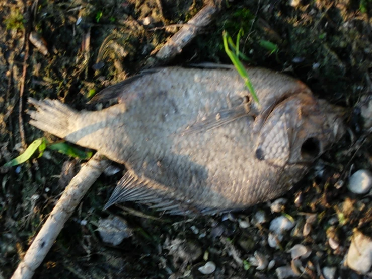 an object laying on the ground in dirt