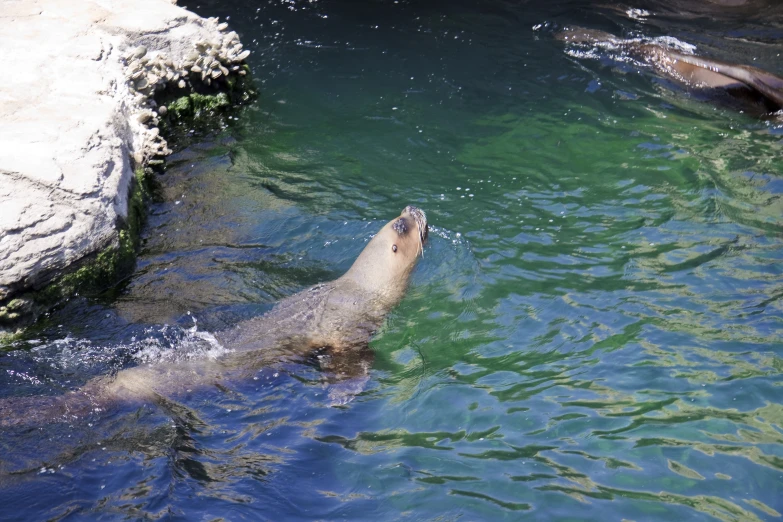 an image of a seal in the water