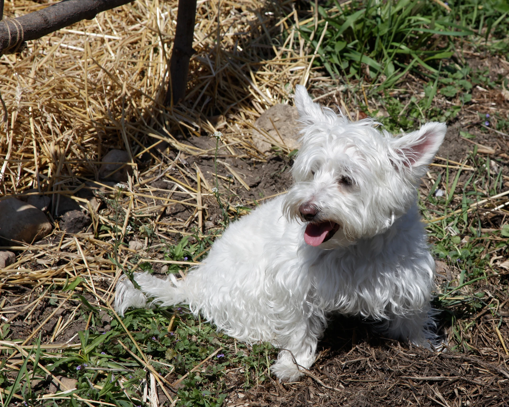 a white dog is sitting on the ground in the dirt