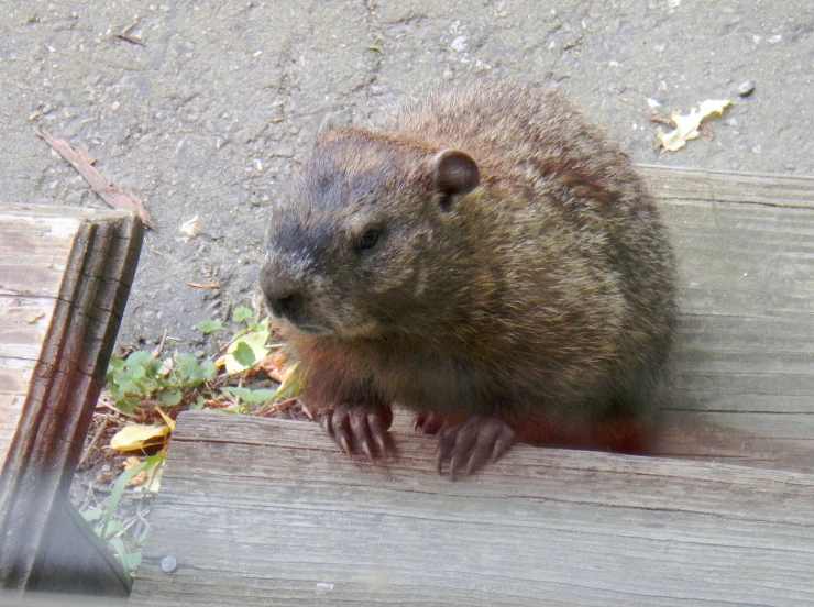 a close up of a animal on a wooden surface