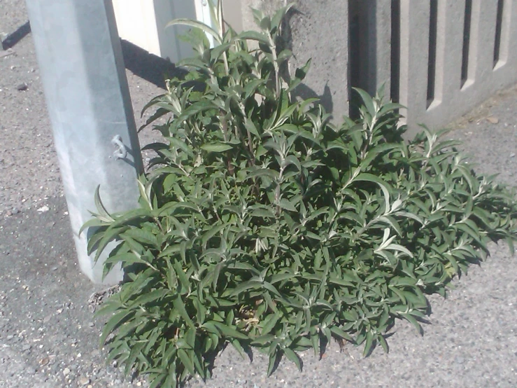 a bush is growing on the concrete ground next to a fence