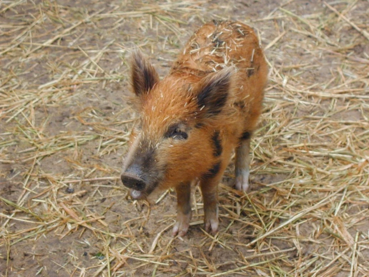 there is a small pig in the grass