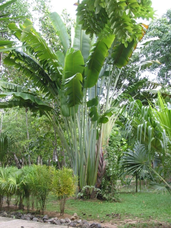 a large banana plant with a tree in the background