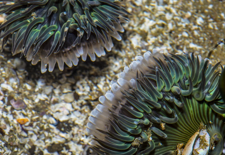 the very close up view of sea anemone