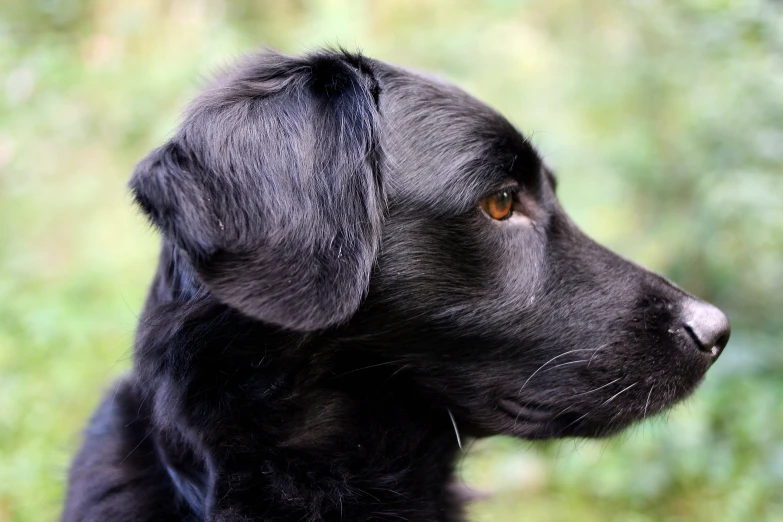 a black dog stares intently at soing while he is outside