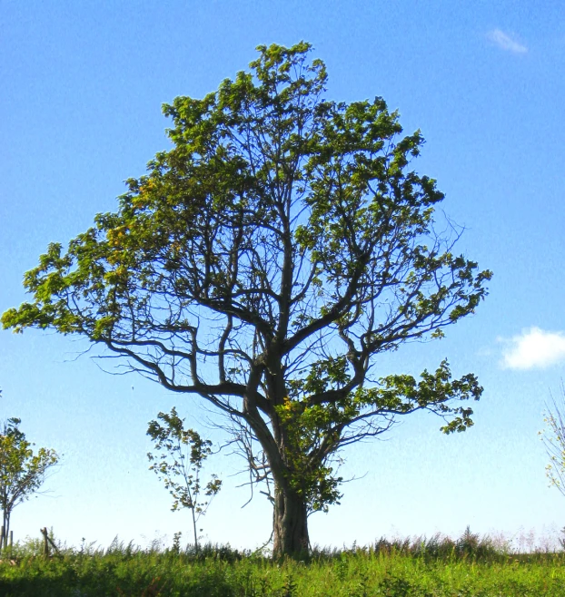 a field with two cows grazing and a tall tree