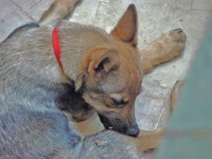 a dog laying on the ground next to another dog