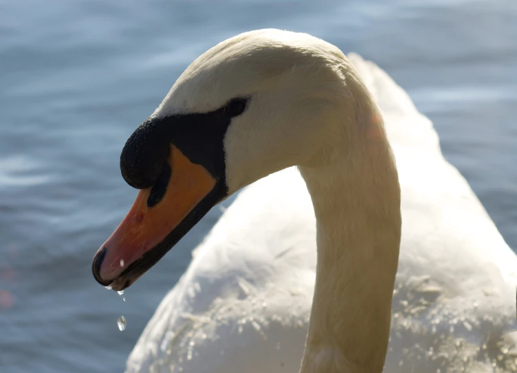 an image of a swan that is at the edge of water