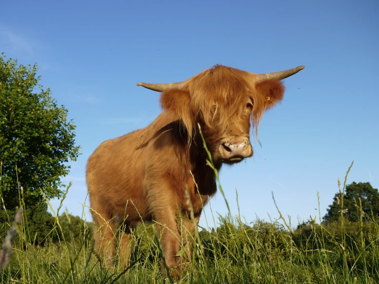 an animal with long hair stands in a field