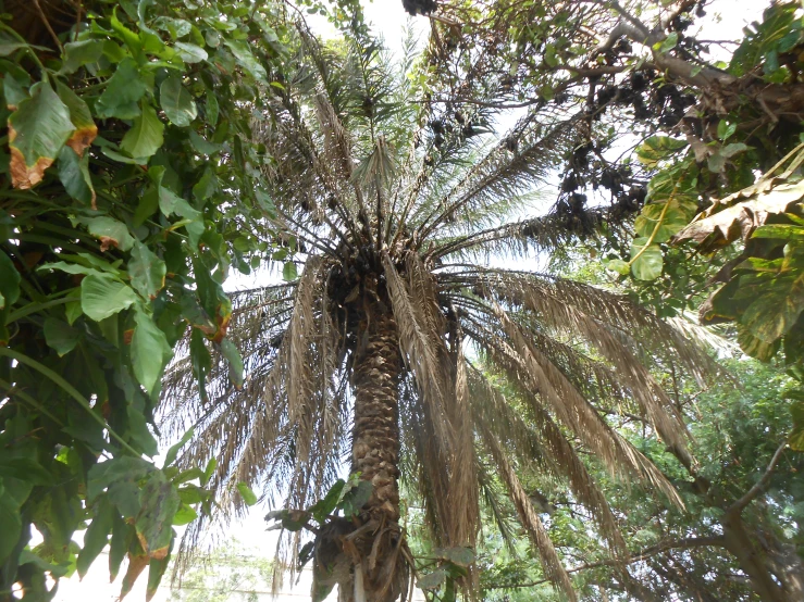 a tall, old palm tree with its nches and foliage