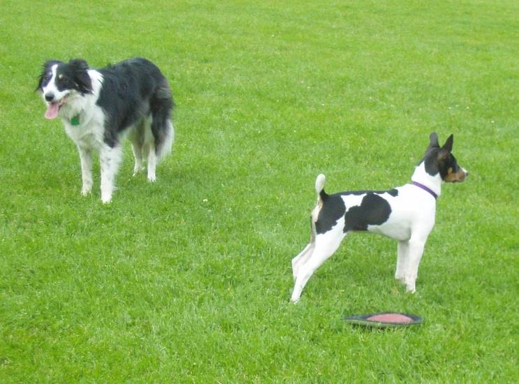 two dogs standing in a grassy area near a frisbee