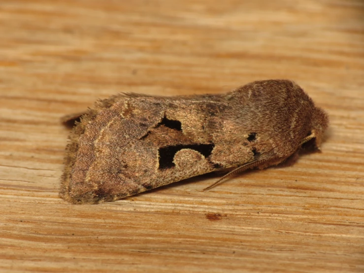 a bug that is sitting on top of wood