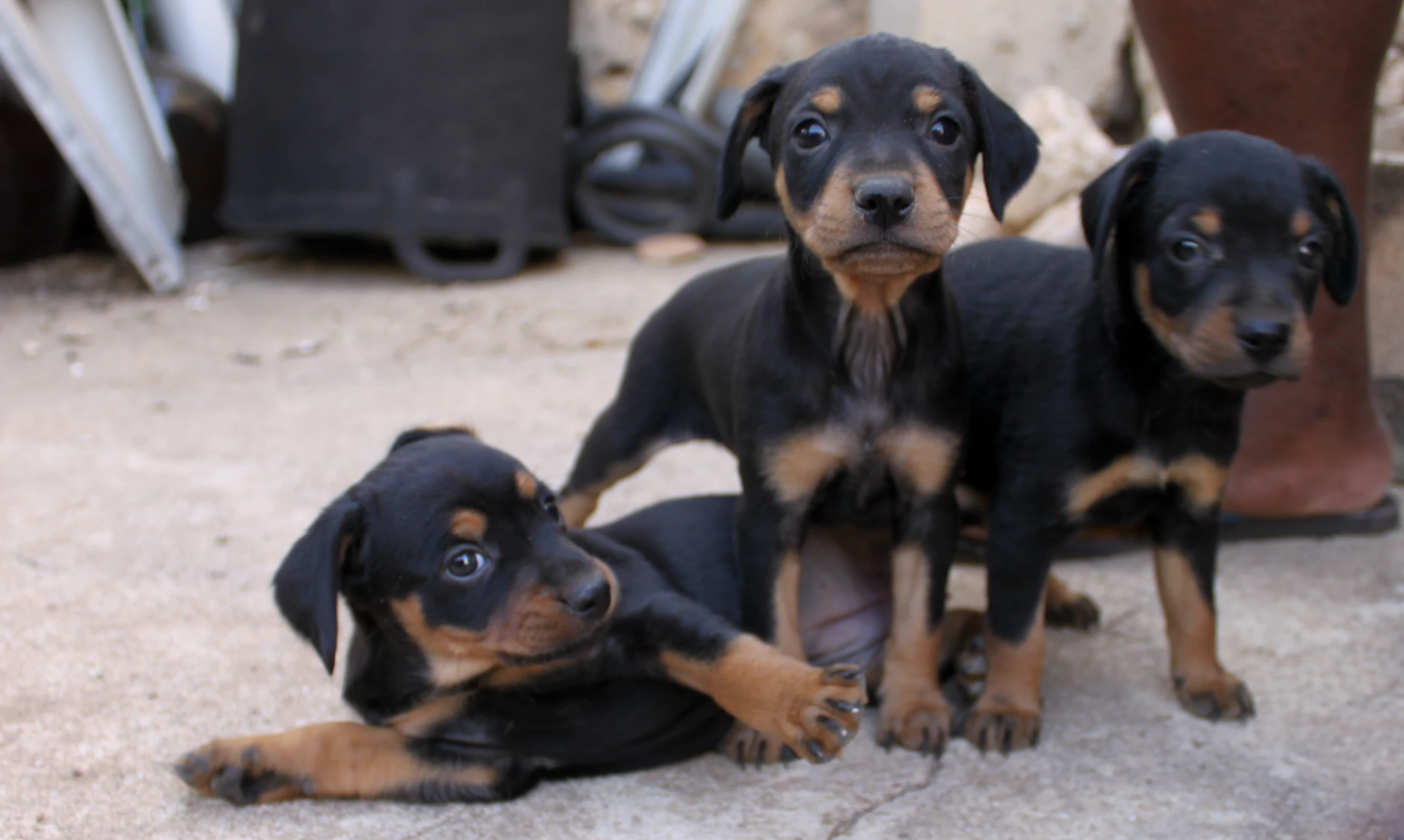 three dogs sitting next to each other on a cement area