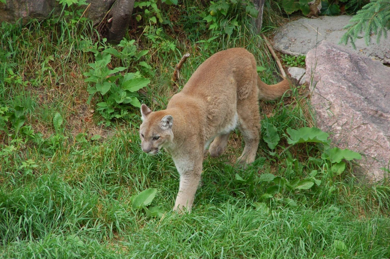 a cougal walking through a grassy field with lots of foliage