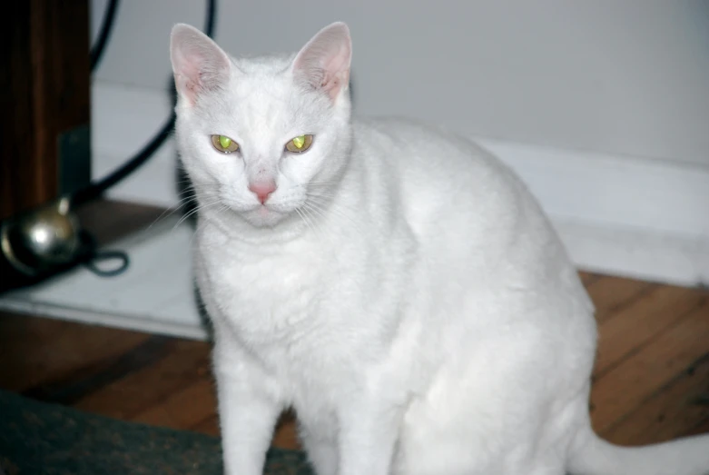 a white cat is sitting on the floor