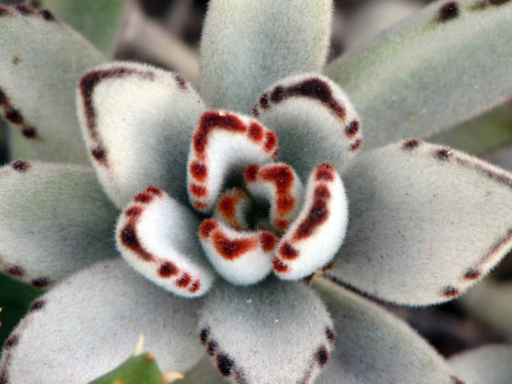 this is a white and red flower that has lots of buds