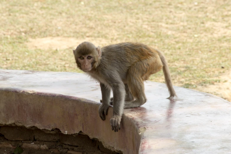 a monkey is hanging from the concrete ledge