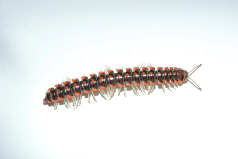 an extreme close up po of a colorful caterpillar