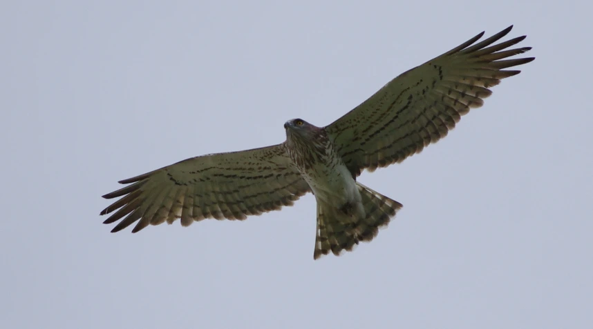 the bird is flying overhead in a clear sky