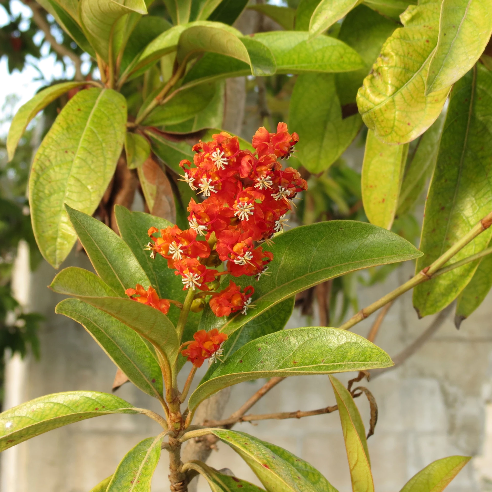 bright orange flowers stand near many green leaves