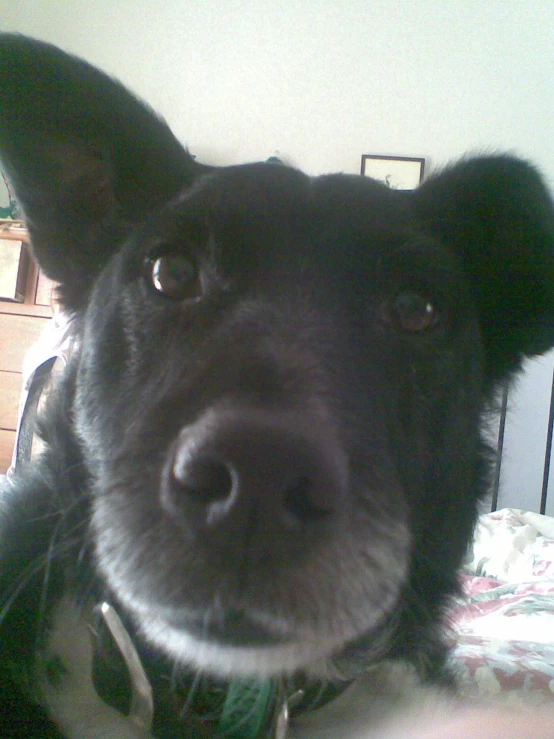 a close up image of a black dog's face